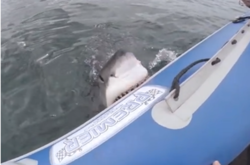 shark attacks inflatable boat