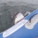 shark attacks inflatable boat