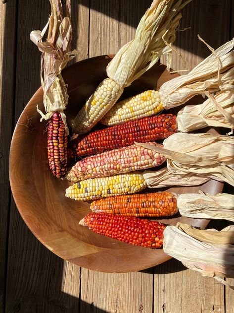 maize kernels